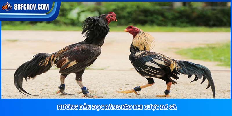 Hướng dẫn đọc bảng kèo khi cược đá gà