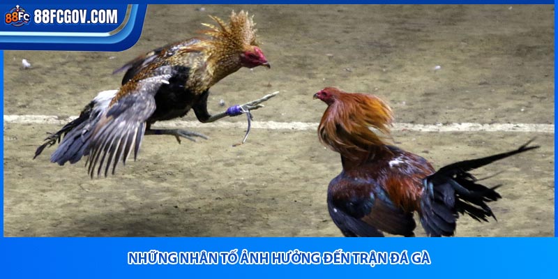 Những nhân tố ảnh hưởng đến trận đá gà
