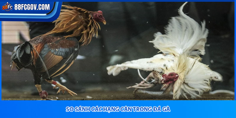So sánh các hạng cân trong đá gà